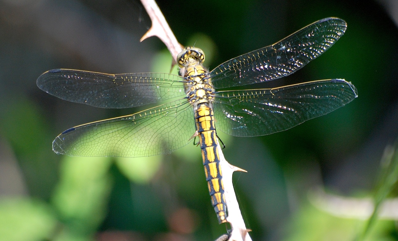 Orthetrum cancellatum ?